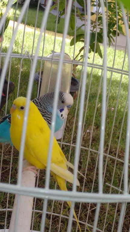Pousada Ciclo Do Ouro Araquari Zewnętrze zdjęcie